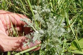 Cueillette et dégustation des plantes de la baie